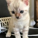 Bengal kittens for Rehoming-1