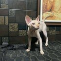 Sphynx male 1 year old-1