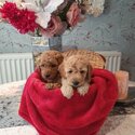 CLEAR MINIATURE POODLE PUPPIES FOR ADOPTION-1