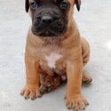 Boerboel Puppies-2