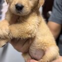 Golden Retriever Puppies-1