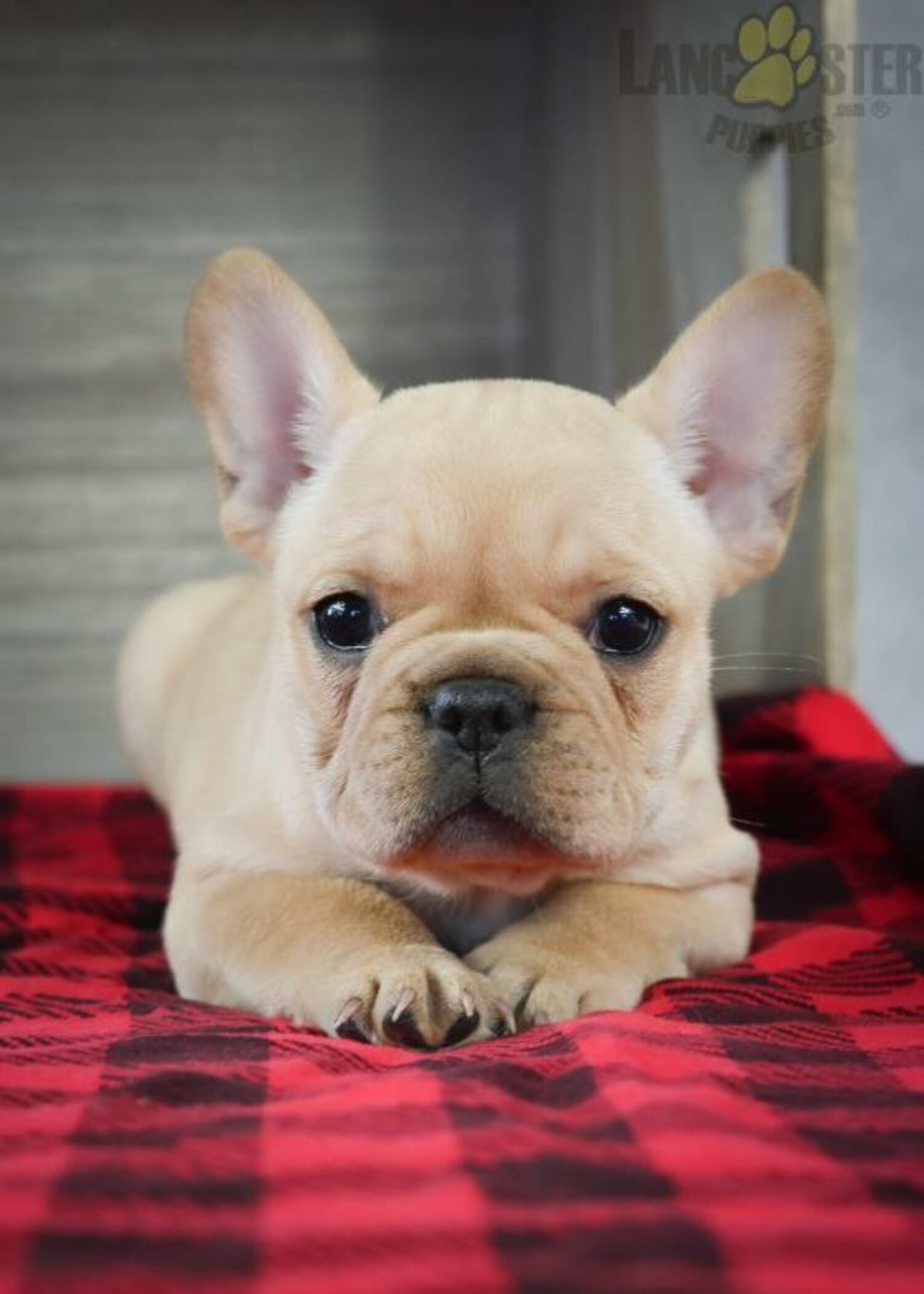 baby french bulldog puppies