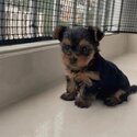 Yorkshire Terrier for sale-4