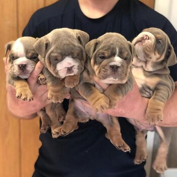 English Bulldog Puppies