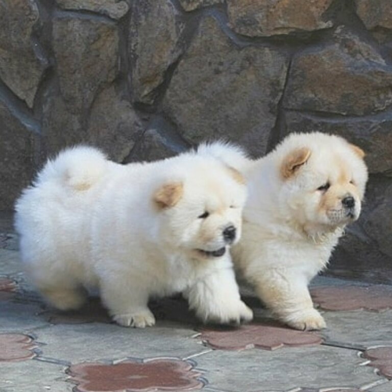 Chow chow puppies