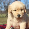 Golden Retriever Puppies-0