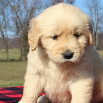 Golden Retriever Puppies