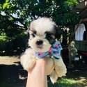 Pure Shihtzu 💗-3