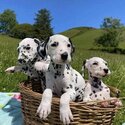 Dalmatian Puppies ready-2