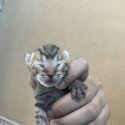 Bengal kittens for sale-1