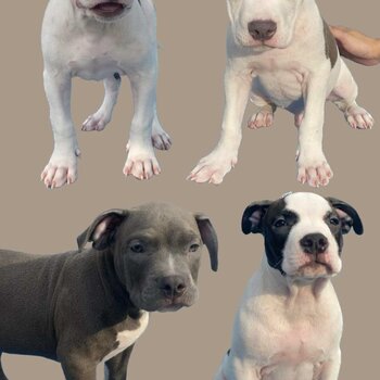 American Bully Standard