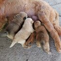 Purebred Chow chow pups x 9 pups-0