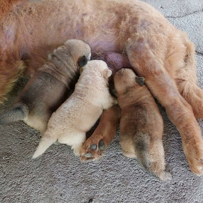 Purebred Chow chow pups x 9 pups