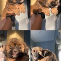 All Male Shih Tzu Liver line Tri-color-1