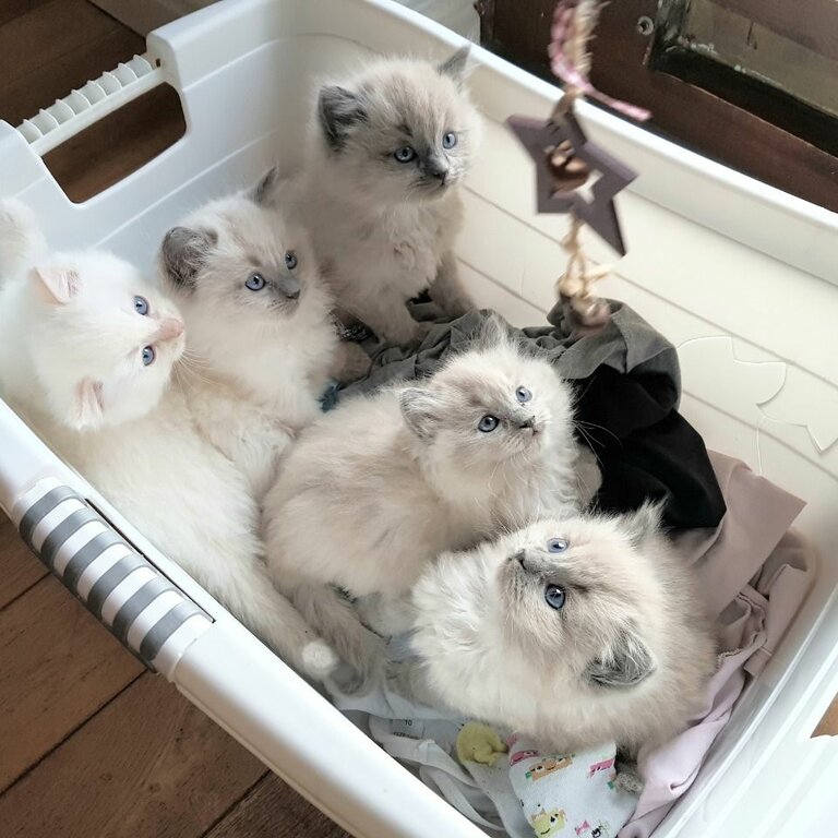 Beautiful Ragdoll Kittens