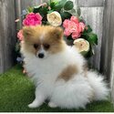 Cute Pomsky male and female available-0