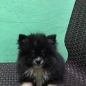 Pomeranian Puppy for sale-1