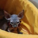 Sphynx Cats Male and Female Almost 3 Months old-3