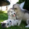 Kennel Club Registerd Alaskan Malamutes puppies for sale male and female-0