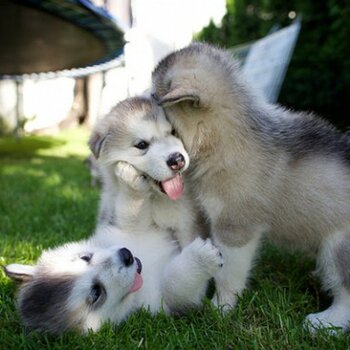 Kennel Club Registerd Alaskan Malamutes puppies for sale male and female