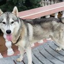 Available Pure Bred Siberian Husky, Female-1