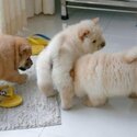 Chowchow Puppies Ready-0