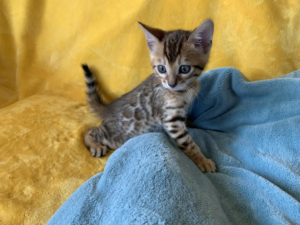 Amazing Bengal Kitten