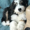 Bernedoodle puppy for sale male &amp; female -3