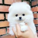 Pomeranian for sale-0