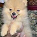 Pomeranian Puppy-0