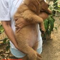 Golden Retriever Puppies-3