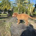 GOLDEN RETRIEVER PUPPIES-3