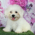 Bichon Frise Puppy &quot;RUSh&quot;-3