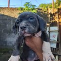 American bully puppies -3