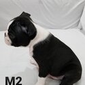 Boston Terrier Puppies-5