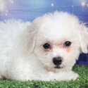 Shichon Puppy Bichon Frise x ShiCHON Shih Tzu and Bichon cross-5