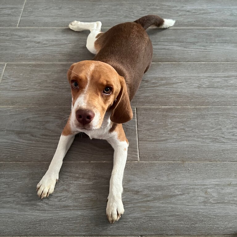 Inside Female Beagle