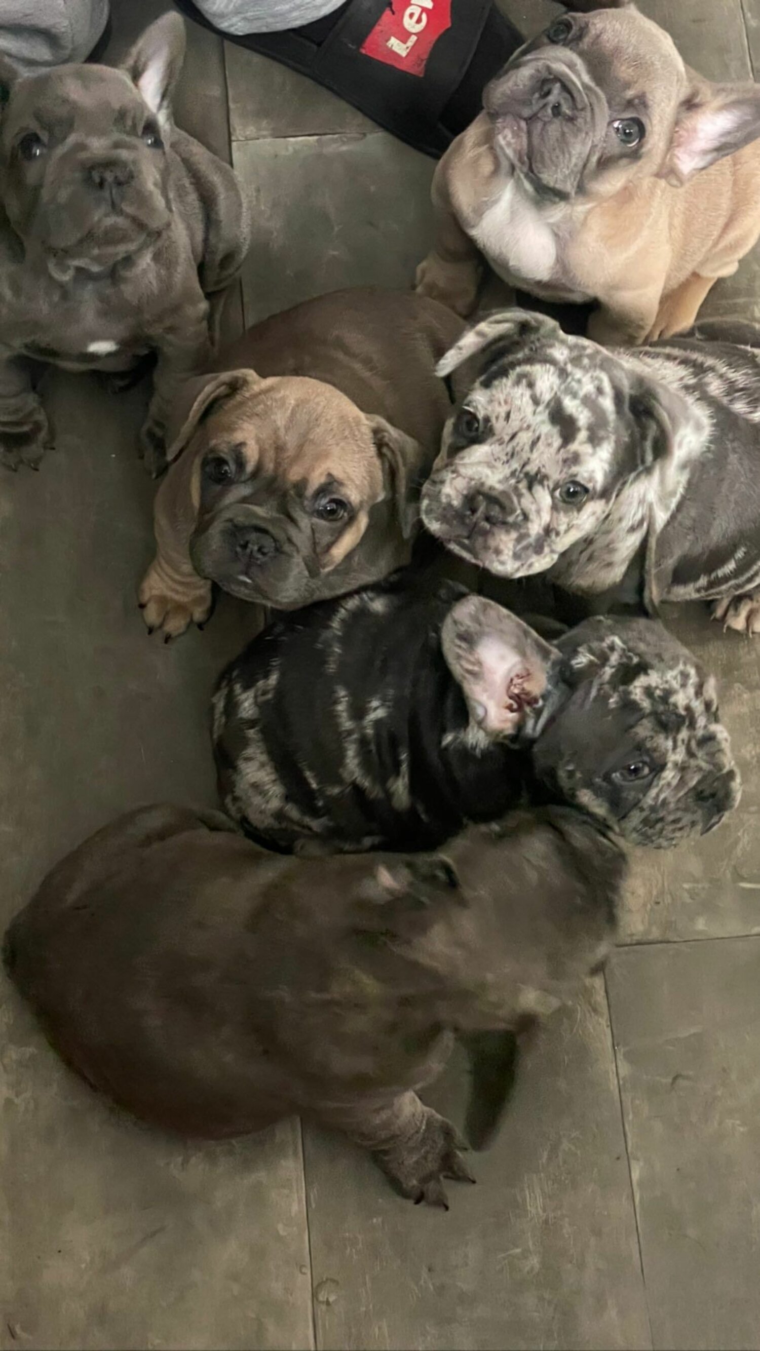 adorable french bulldog puppies for adoption viber: +63 9063460759