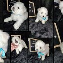 BICHON FRISE FOR REHOMING-2
