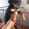 Rottweiler puppies-1