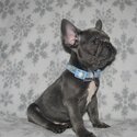 French Bulldog for Sale in Philippines-1