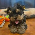 Yorkshire Terrier - Yorkie puppy-2