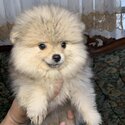 Pomeranian Puppy-1