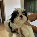 Shih Tzu X Toy Poodle-3