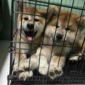 JAPANESE AKITA INU PUPS FOR SALE-0