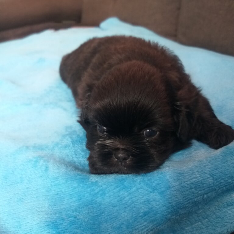 Pure Choco liver shih tzu