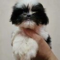 SHIH TZU MALE-1