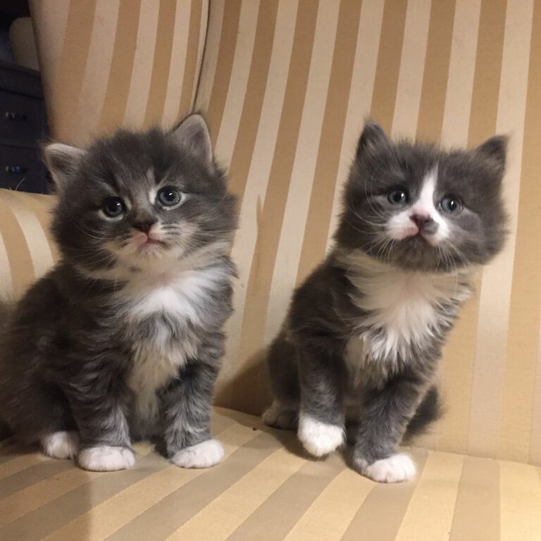 Maine Coon Kittens now 