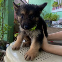 German Shepherd Puppies-2