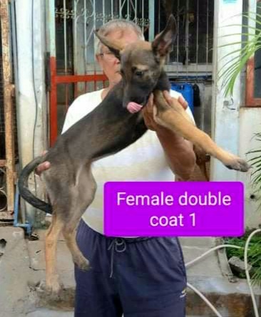 Female Belgian Malinois Puppies 